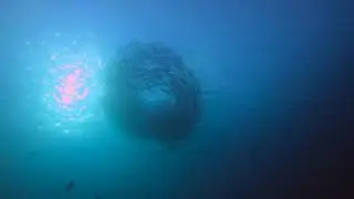 Great Barracuda (tornado) - diving Sipadan, Barracuda Point