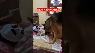 Ghost Death Prank on my German Shepherd | Scary Prank 👻 #prank #dog #gsd #dogprank #viral #shorts