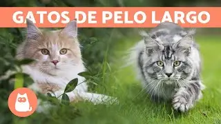 10 RAZAS de GATOS más PELUDOS 🐱 ¡Descúbrelos!