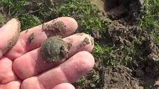 Napoleon's button