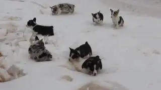 Welsh Corgi Puppies For Sale