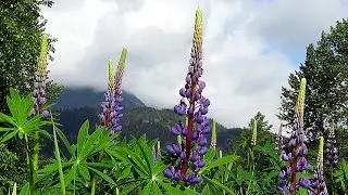 Lupine ~ Wildflowers of British Columbia