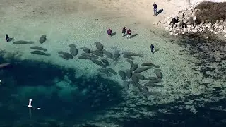 Dozens of manatees huddle for warmth in Crystal River
