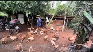 CUIDADO DO MEU LAR 🏠 MEUS BICHINHOS 🐔🐶🙀ALMOÇO FOGÃO A LENHA 🪵 