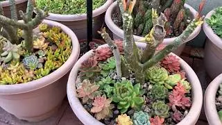 Kay's Beautiful Garden Tour January 2020
