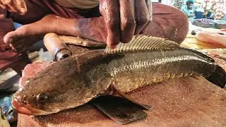 Amazing Snakehead Sola Fish Cutting  By Expert Fish Cutter | Fresh Fish Cutting Skills