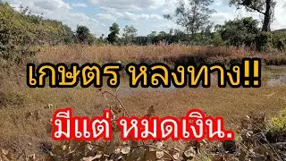 เตือนเกษตรกร อย่า!หลงทาง