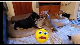 Is this adorable little girl the peskiest Pit Bull puppy, ever??