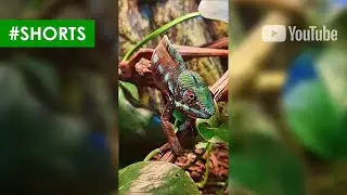 Reptiles at Taranterra Project, Cluj-Napoca, Iulius Mall #reptiles #terrarium