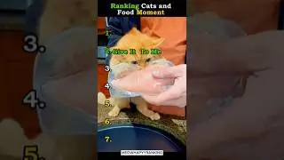 Рейтинг кошек и момент, связанный с едой #catshorts #shortvideo #shorts