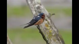 Barn Swallow Song