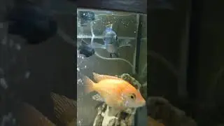 Наннакары неоновые тусят стайкой. Домашний аквариум. #aquariumshow