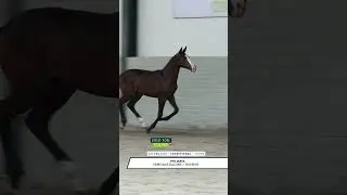 Verona the highlight at &euro;16,500 🔥