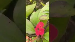 Devi devtaon per  chadhane wale Phool todne ka Niyam kya hai🙏