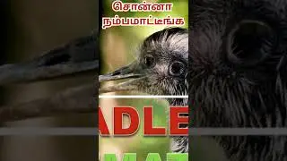 70 km வேகம்! ஒரே Kick-End Game|Ostrich Tamil/CRADLE TO CREMATION|தொட்டில் முதல் சுடுகாடு வரை #bird