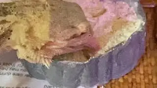 BEARDED DRAGO -or- CHAMELEON? I have such a long, sticky TONGUE!  In slow motion- 4th times a CHARM!