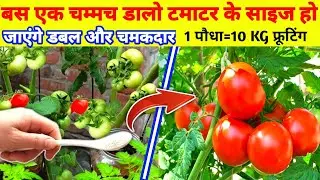 1 बार ये डाल दो और टमाटर के साइज हो जाएंगे डबल और भारी | Tomato Size Increase Tips SECRET FORMULA 