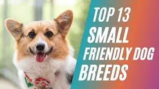 Top 13 Small Friendly Dog Breeds That Stay Small For Pets