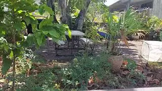How I'll buy fruit trees moving forward 