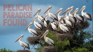 Kolleru: The Living Lake of Wings #travel #birds #wetland #andhrapradesh #nature #touristplace