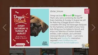 Baltimore Buzz: Last Weekend For Doggie Brunch