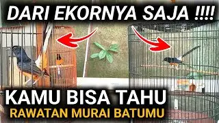 BARU SADAR YA ?? DARI EKORNYA SAJA RAWATAN MURAI BATU INI KITA BISA TAHU