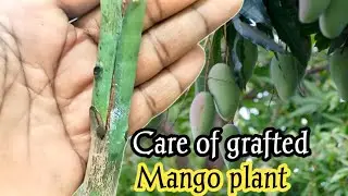 Grafted mango plant care//care of grafted mango plant