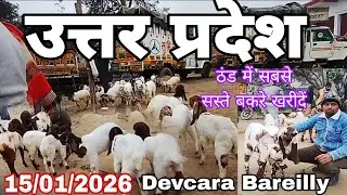 देवचरा बरेली बकरा मंडी 