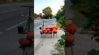 Сколько стоит тыква на трассе