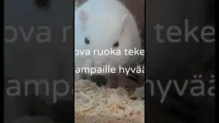 Mit&auml; gerbiilit sy&ouml;?