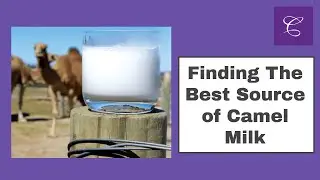 Camelicious Camel Milk - Finding the best source of camel milk