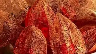 Chinese Lanterns (Physalis Alkekengi)