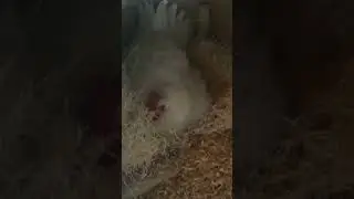 Someone is broody... #chickenshorts #hen #barnlife #chickens