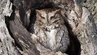 Petit-duc macul&eacute; - Eastern screech-owl - Megascops asio