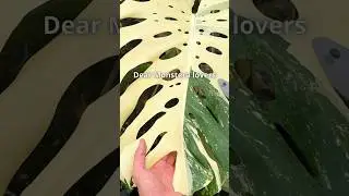 The Monstera Era - trailer
