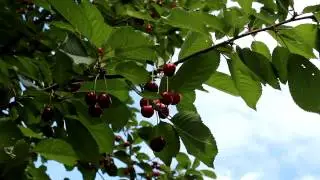 Cherries 5 - Free HD stock footage