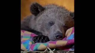 Baby Sleep Music 💤 Baby Fall Asleep Instantly in 3 Minutes 🌙 Gentle Deep Sleep 🎵 Lullaby Music