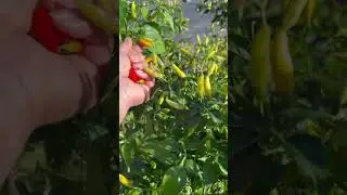 Harvesting Assorted Peppers 🌶️ 🌶️ for making hot sauce #gardening #peppersauce #peppers