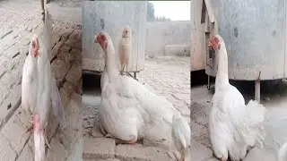 Mother Hen Protecting Her Baby Chick 🐣 | Cute Farm Moment | Heartwarming Animals
