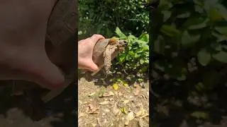 Catch a turtle #кокоротыш