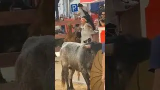 bullfighting moita portugal 🇵🇹 2023