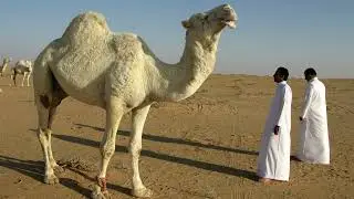 Camel Sound Effect.