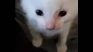 hi herbert but the cat is an interplanetary commander