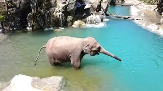 Fort Worth Zoo receives international Thea award