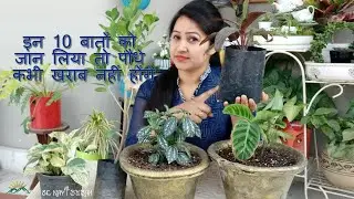 नर्सरी से लाए पौधे को लगाते समय इन 10 बातों का रखें ख्याल पौधे कभी खराब नहीं होंगे