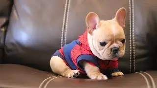 Funny Cats & Dogs 🐱🐶 Cute Animal's Reaction That Make You Laugh All Day 🤣 #10