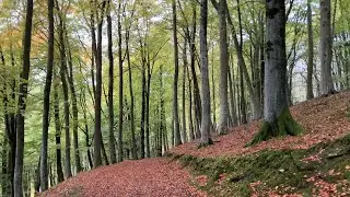 Beechwood Autumn Splendour 