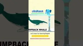 25 Whale & Dolphin Vocabulary Flashcards for Kids 🐋🐬 Learn Names and Play a Shadow Quiz!