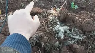 أول تقليم لعنب المسكا الإيطالي بعد السنة الأولى من الزراعة first pruning Italian musca grapes