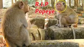 Hot News, Popeye Visit DeeDee With Baby Delena & Poor Maci Monkey On The Last Day Of Her Life